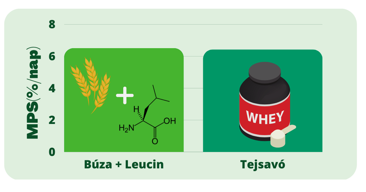 Fehérjeszintézis tejsavó fehérje és a vegán fehérje esetén.